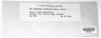 Phyllosticta punctiformis image